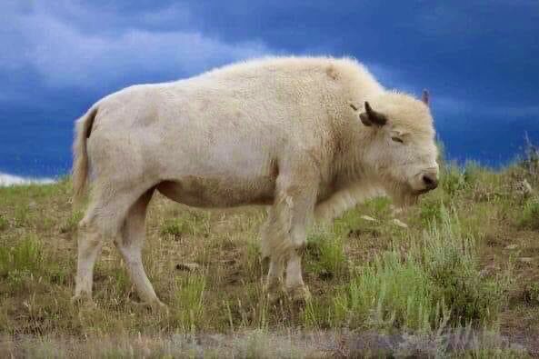 Another white bison, sacred to the Native community, spotted somewhere in North America. They’re keeping it’s location tightly guarded — to protect it from non-Native trophy hunters.