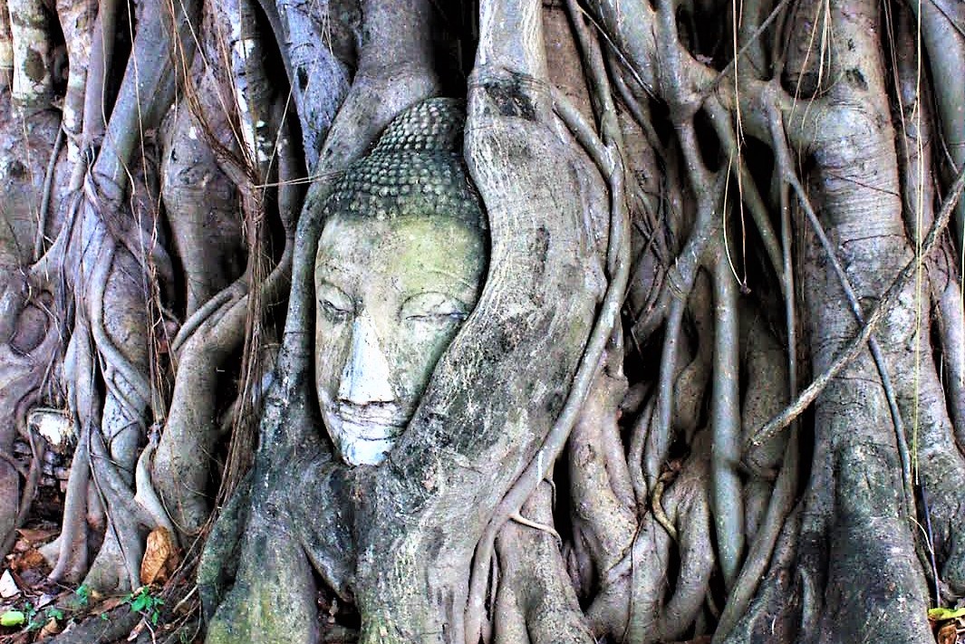 IndraniTweeets's tweet photo. Lost and found: the mysterious Buddha head at Wat Mahathat in #Ayutthaya, #Thailand. 🧘‍♂️ Discover the story behind this iconic sculpture and the legends that surround it.
https://t.co/Rq2GpsYJrv
#travelblog https://t.co/gzNKJyb9T8