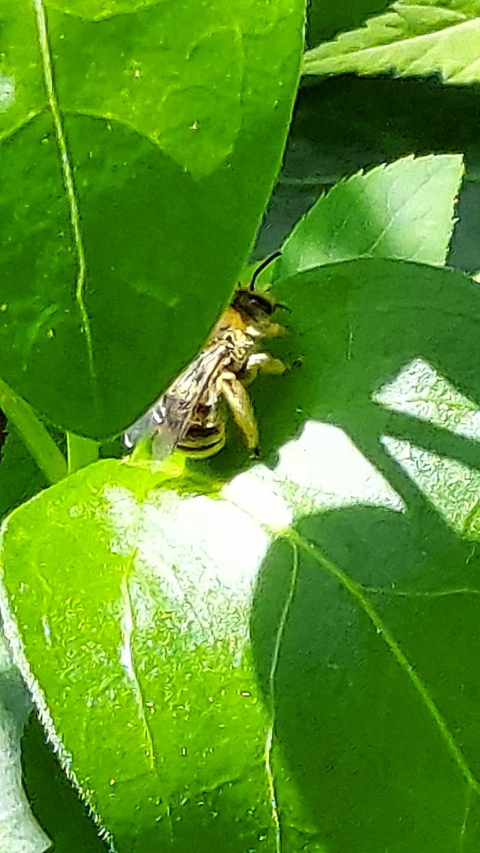yzbekO's tweet photo. 🐝 ミツバチ 🐝
葉っぱの間に ♪
何か飛び込んだ ♪♪
何とか撮れた ♪♪♪
・
何してるの???
・
#ミツバチ
#西洋ミツバチ
#西洋蜜蜂
#ApisMellifera
#WesternHoneyBee
#EuropeanHoneyBee
#ミツバチ科ミツバチ属
#InsectPictures https://t.co/Dm0yVFwqce