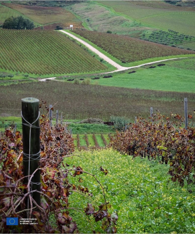 Preserving the Earth has been intertwined with our winemaking techniques for centuries. Celebrate sustainability today & every day with Wines of Sicily. 🍇​ ​ #EarthDay #SicilianWine #Sicily