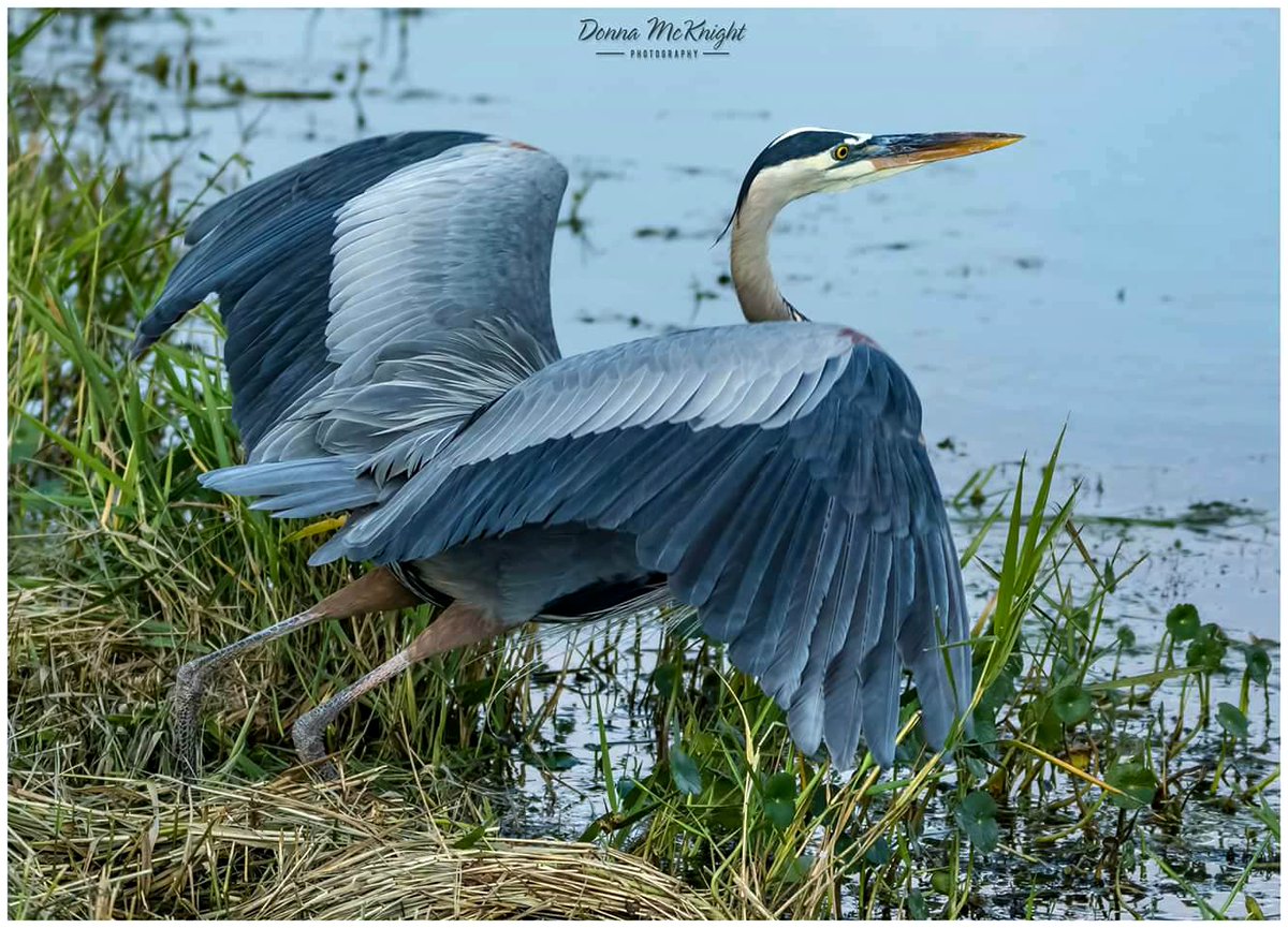 donnamc80950014's tweet image. Blue Heron Takeoff
#twitterwildlife #birdsmatter #birds #EarthDay2023 #blueheron
