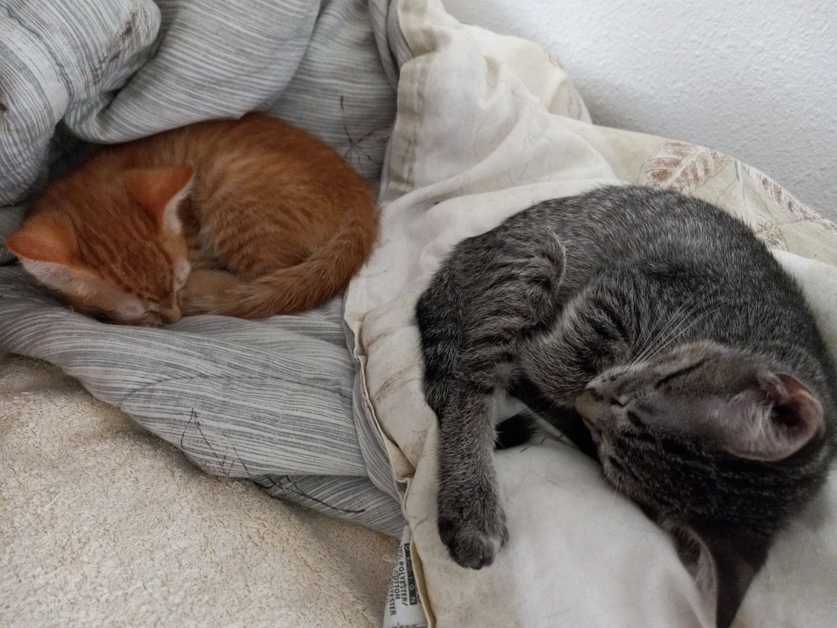 amor_vuelveTX's tweet photo. Omc hoomin so sad it's not good to eat broccoli every day nutrition-wise?! #Foster5 #FosterBabbehz eetz dem vegeh mol https://t.co/3wwbDKNS8z