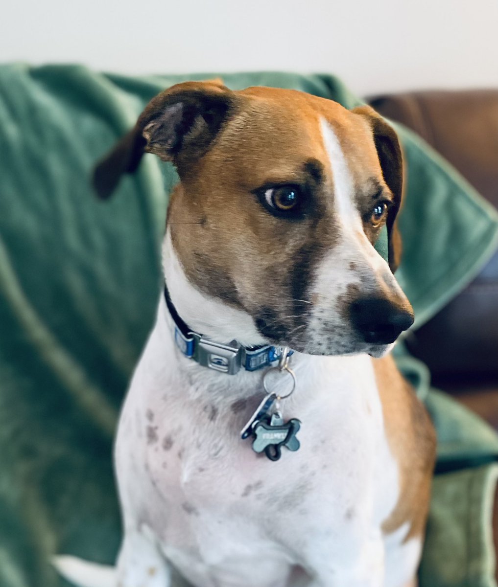 jhm4th's tweet photo. #NationalBeagleDay Franklin https://t.co/tgzuMaz2vC