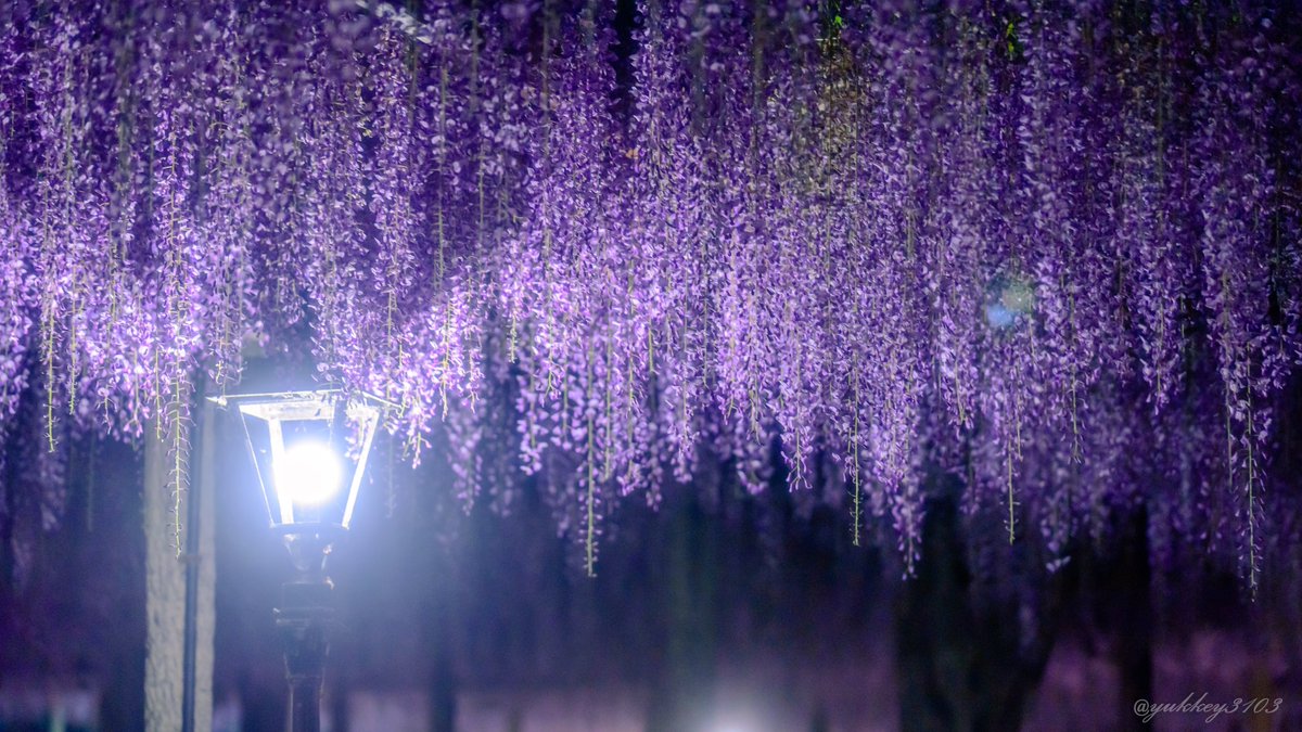 yukkey3103's tweet photo. 天王川公園

久しぶりに満開で撮影出来ましたヽ(*＾ω＾*)ﾉ
(レリーズ忘れる大失態)

2023/04/22撮影

#藤
#wisteria 
#photography
#キリトリセカイ
#ファインダー越しの私の世界
#写真好きな人と繋がりたい https://t.co/PK25FWd0xD