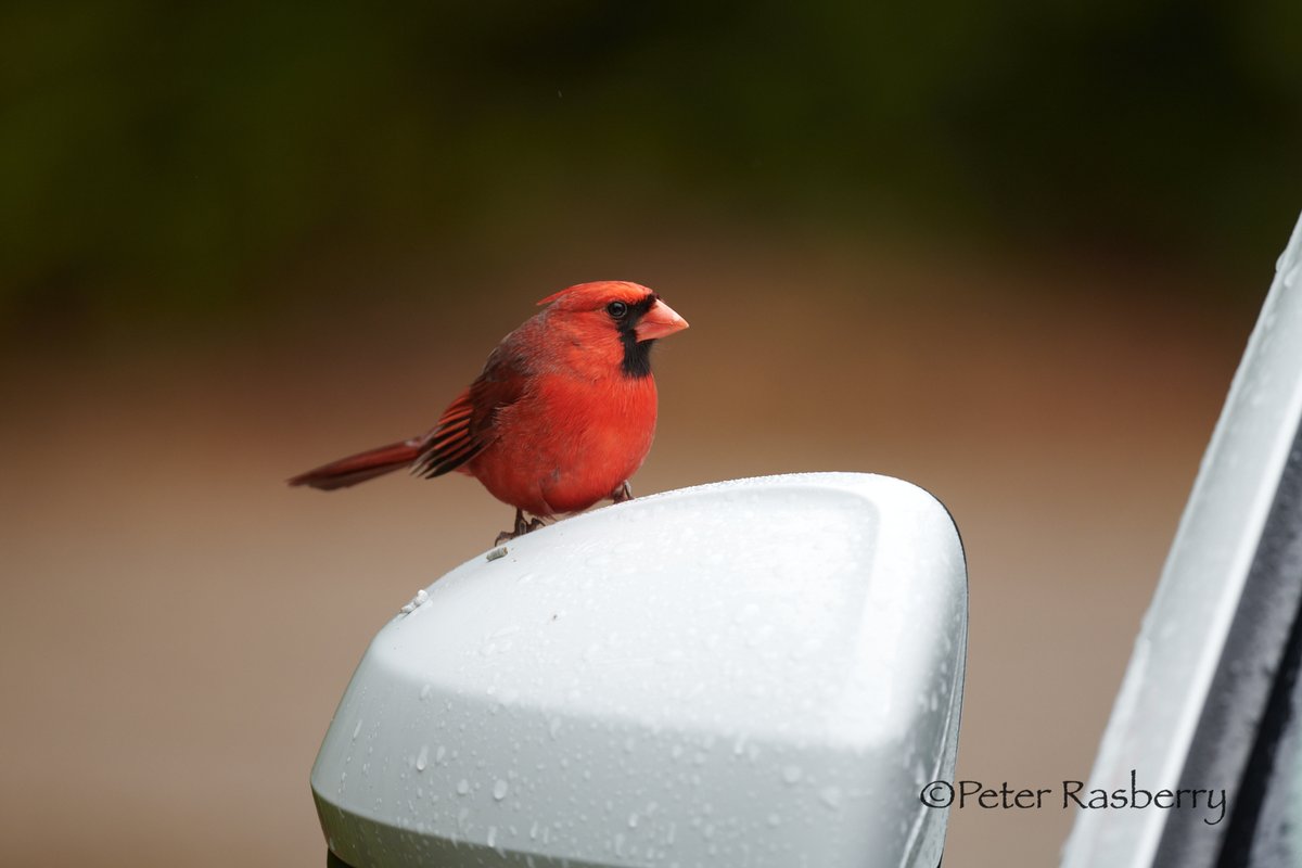 Peter Rasberry tweet media