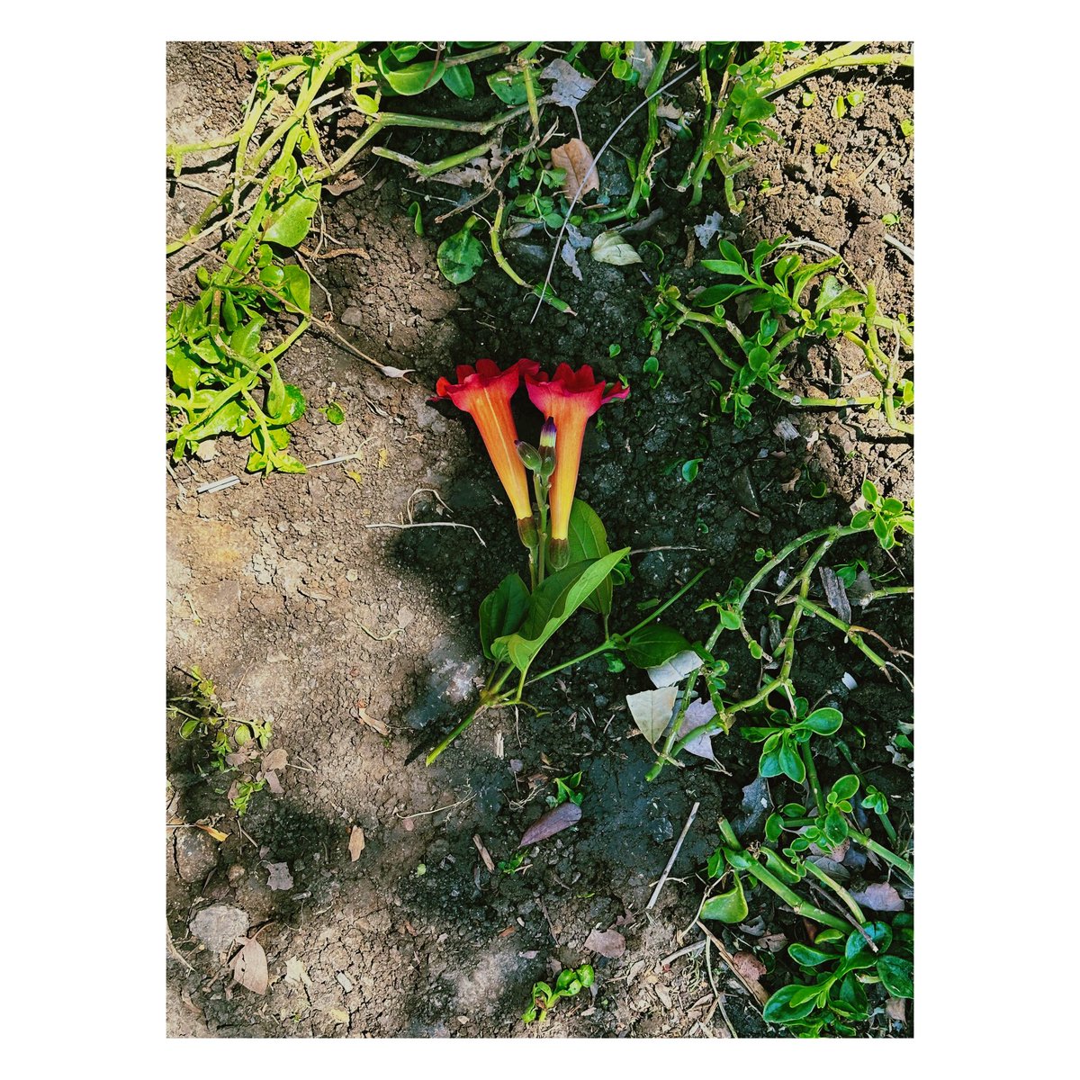 Went to the grocery where opossums hang w/a shovel &amp; dug a grave for these twins. Our idiot neighbor who looks like a ✝️ btwn Milton from Ofc Space &amp; burnside killer from Mindhunter has poison all over, careless bastard.

RIP little fellerz, you are returned to the Earth.

🐀🐀💐