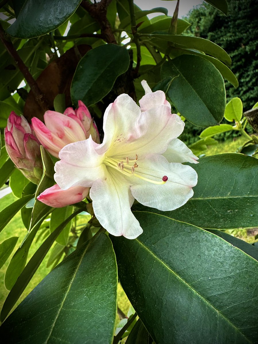 First #Rhododendrons of the season 😍🌸🌺 @jamescara75 #ourgarden #PacificNorthwest