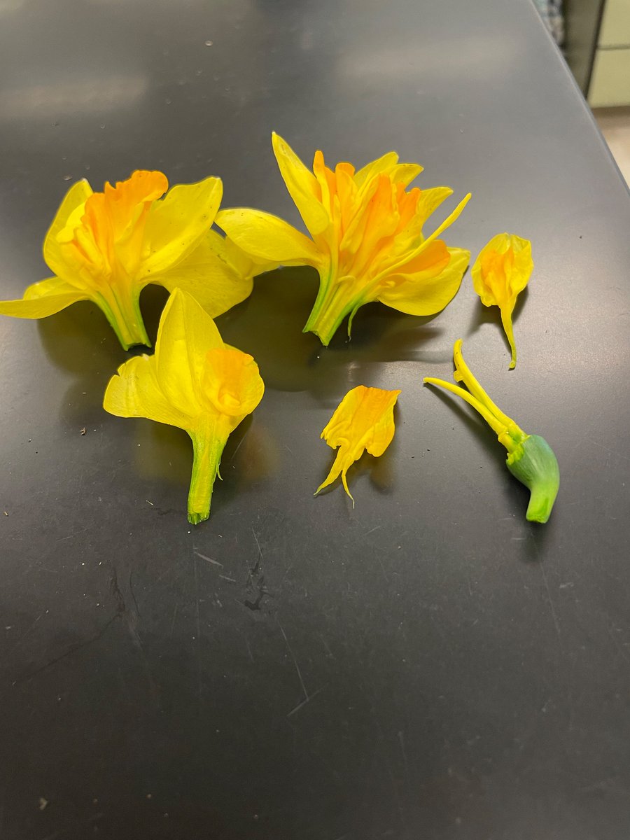 MadonnaOTS's tweet photo. I don’t care about Twitter trolls. I do care about my Leaf and Flower labs! Here’s hoping I can get them done before #TOSSatNight #BioMajor #LabStudy https://t.co/DiMQmD2oLu