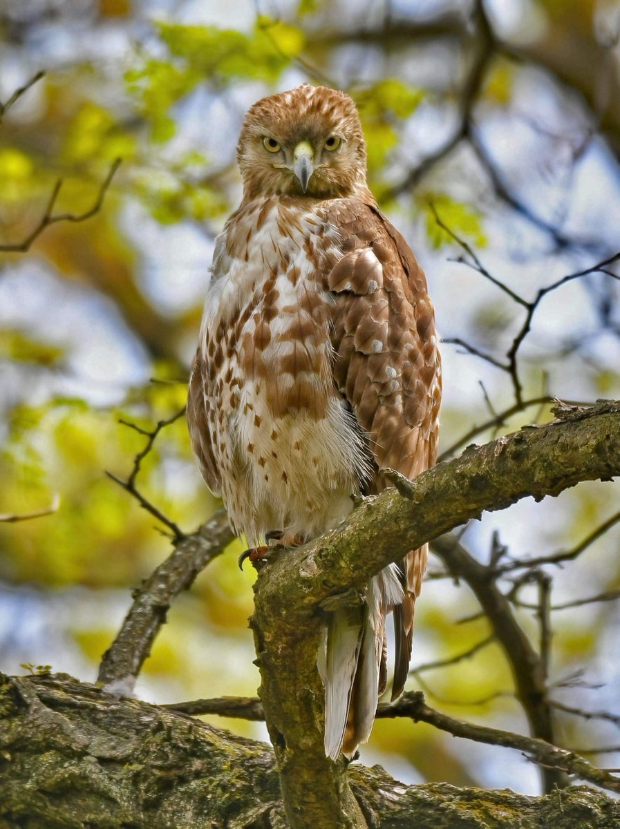 BirdCentralPark's tweet photo. An assertive Red-tailed Hawk eyed us right back in the Central Park Ramble. 👀 https://t.co/V4MDzhWFpI