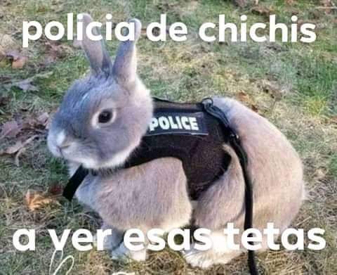 ninjafenix4's tweet photo. Ya toca examinar esas tetas a ver muestren y les daré una calificación de 1 a 10 https://t.co/hGEQcES1NB