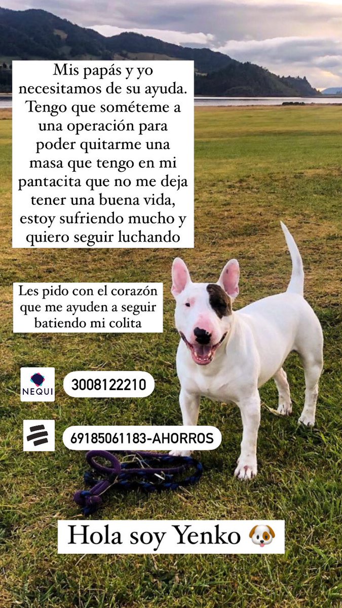 AquiAleja's tweet photo. Hola no sé si alguien me lea pero acudo a este medio buscando ayuda para mi perrito Yenko. Requiere de una operación urgente en los intestinos para retirarle una masita; cualquier ayuda es bienvenida. De corazón les agradezco 🥺 https://t.co/F2rDgTxear