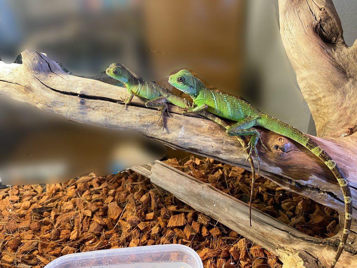 mochi____maru's tweet photo. お迎えした2匹です
小さくてかわいい🩷
名前決めないと🦎
#インドシナウォータードラゴン https://t.co/k5lBy25rkj