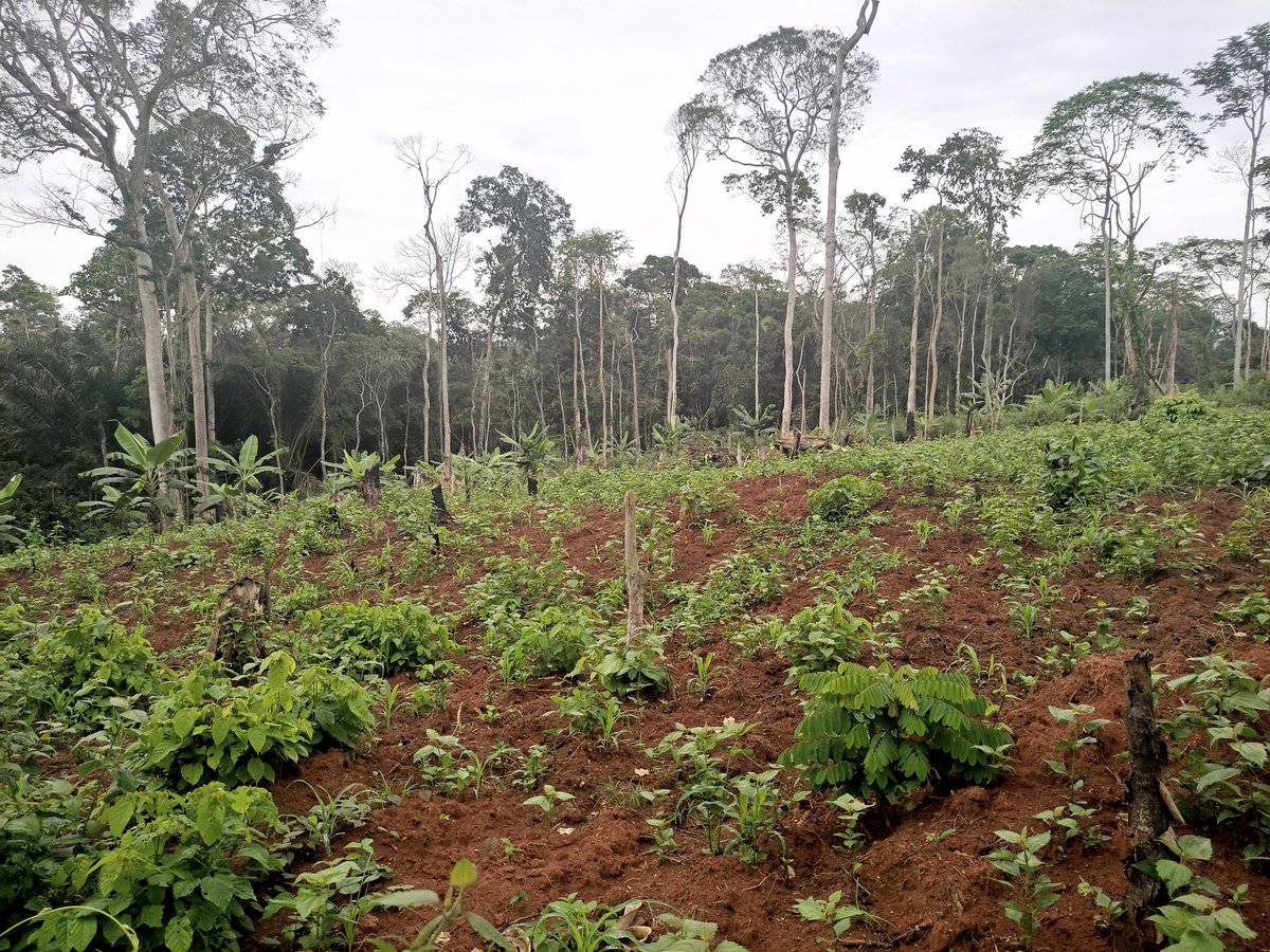Dr_JibCares's tweet photo. #Kisoro
I invite everyone to join our @MillionTrees_Ug Kazongo Pocket Forest Restoration Project aiming at restoring #20acres of degraded land using our #community tree nursery beds in Nyanamo T/C
Let's be there 💚
@Thomas_Tayebwa @WKajwengye
@FAOUganda
#GenerationRestoration https://t.co/lKMgvPYcK0