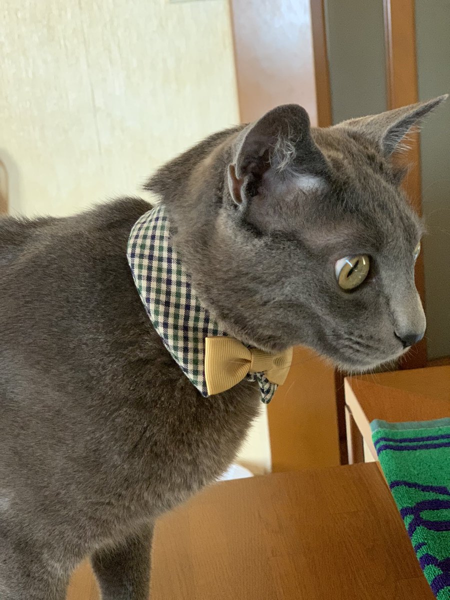 azumame0525's tweet photo. 再来月、父の一周忌なので、一応喪服のイメージで新しい首輪を購入🥰
ミンネのおめかし猫さんのための仕立て屋さんで購入しました😍
まぁ、喪服とは…ってなるけど、そこは猫なので、可愛ければいいよね、ってことで😊

おめかし猫さんのための仕立て屋＊moko #minne https://t.co/BvWuQvrhBX https://t.co/LOTvxHzmPq