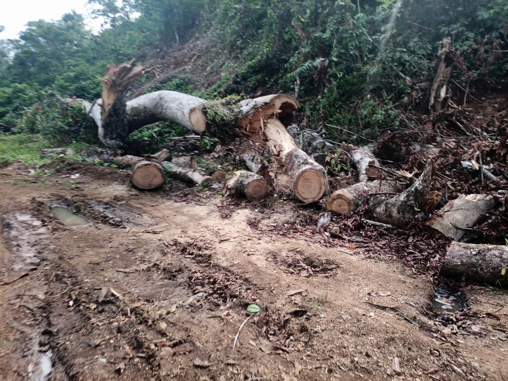 Dr_JibCares's tweet photo. #Kisoro
I invite everyone to join our @MillionTrees_Ug Kazongo Pocket Forest Restoration Project aiming at restoring #20acres of degraded land using our #community tree nursery beds in Nyanamo T/C
Let's be there 💚
@Thomas_Tayebwa @WKajwengye
@FAOUganda
#GenerationRestoration https://t.co/lKMgvPYcK0