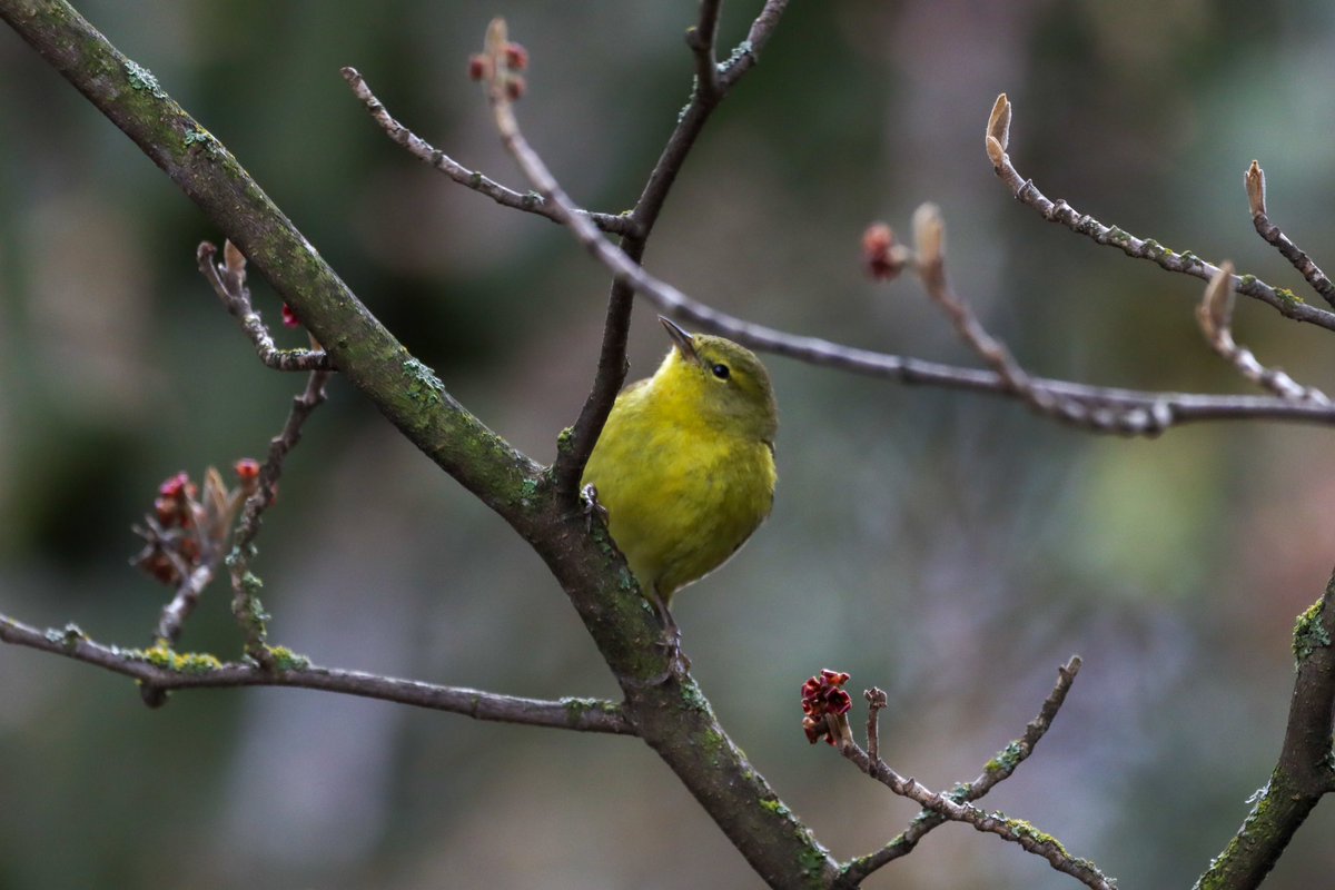 Happy #EarthDay2023! Here’s an Orange-crowned Warbler enjoying a blossom.