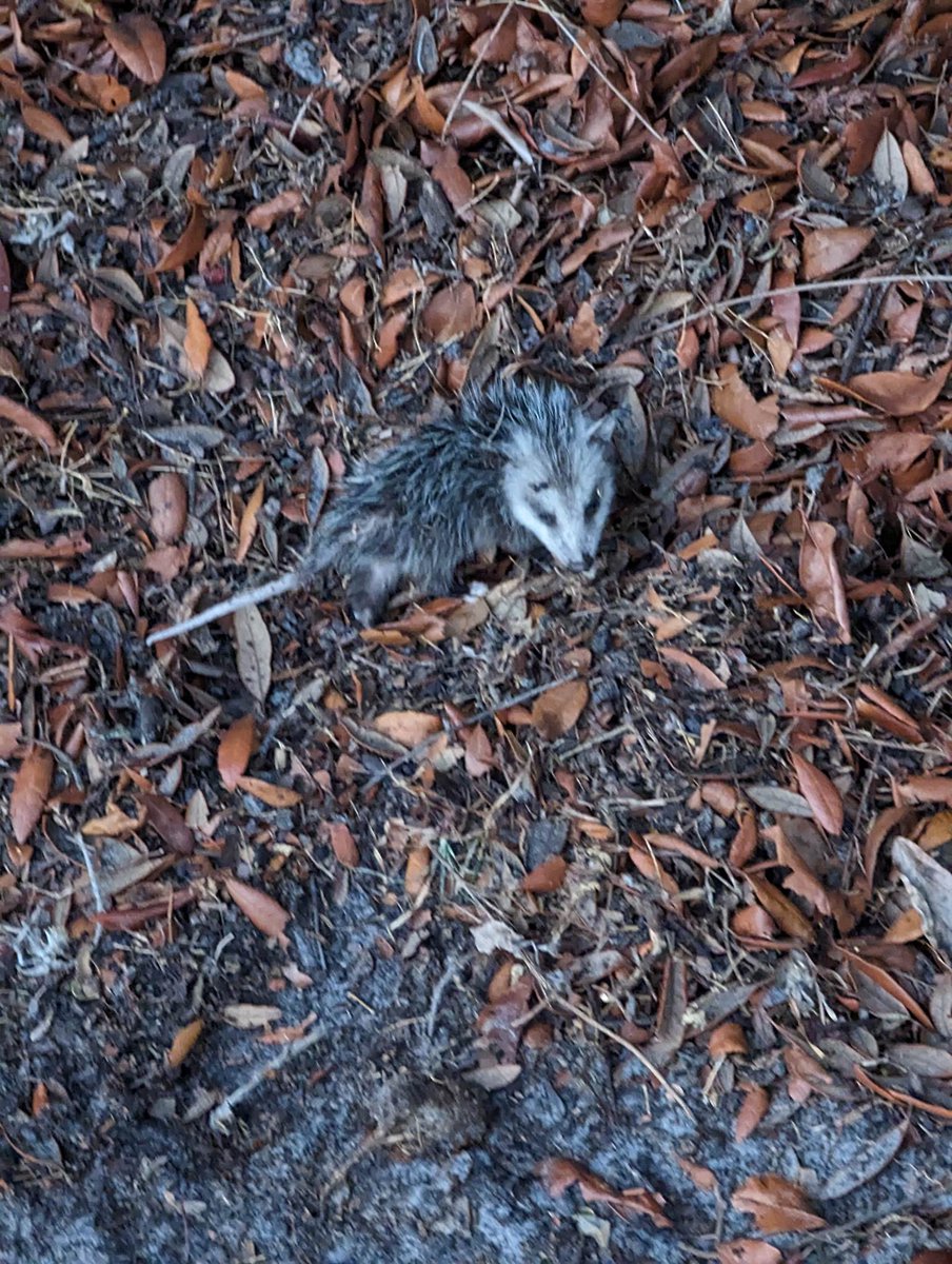 Courtney Clayton (@cschoenfeld) on Twitter photo Opossum rescue was not on the agenda for tonight but... here we are. Rufio found it and was trying to play with it. Luckily, he wouldn't intentionally hurt anything so once we realized he was playing with something I ran out. <a href="/OwlsNestRehab/">Owl's Nest Sanctuary</a> found a foster. Opossum rescue was not on the agenda for tonight but... here we are. Rufio found it and was trying to play with it. Luckily, he wouldn't intentionally hurt anything so once we realized he was playing with something I ran out. <a href="/OwlsNestRehab/">Owl's Nest Sanctuary</a> found a foster.