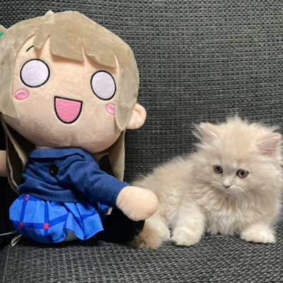 🫖ミルクティー色のマンチカン🐾猫なのに「ことり」🐤 (@Bastet_nyan2