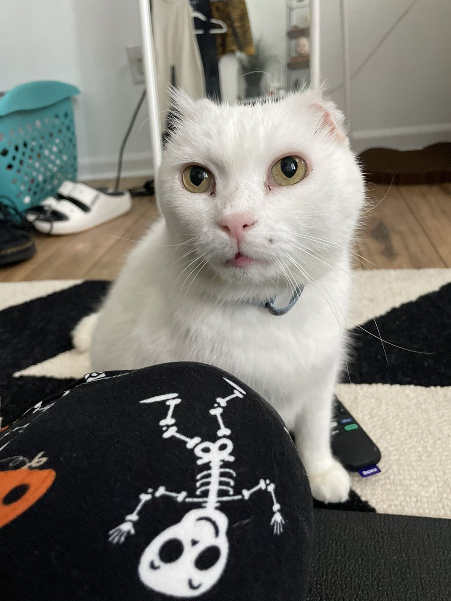 <a href="/mrfishtopher/">Fishtopher and Friends</a> I’m Harlowe’s foster momma! We have been through it with her, but it is time for her purrfect furever home! 

We are Catcalls Rescue:

instagram.com/catcallsrescue…

Please feel free to reach out!