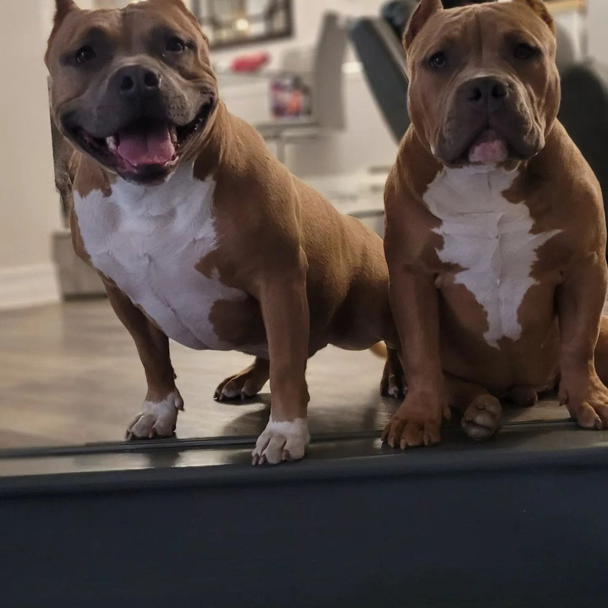 DogsSurvival's tweet photo. #Dogsofworld #Dogslover #Dogs_of_instagram #Dogsofinstagram #Dogs https://t.co/6o5FHNpIkR