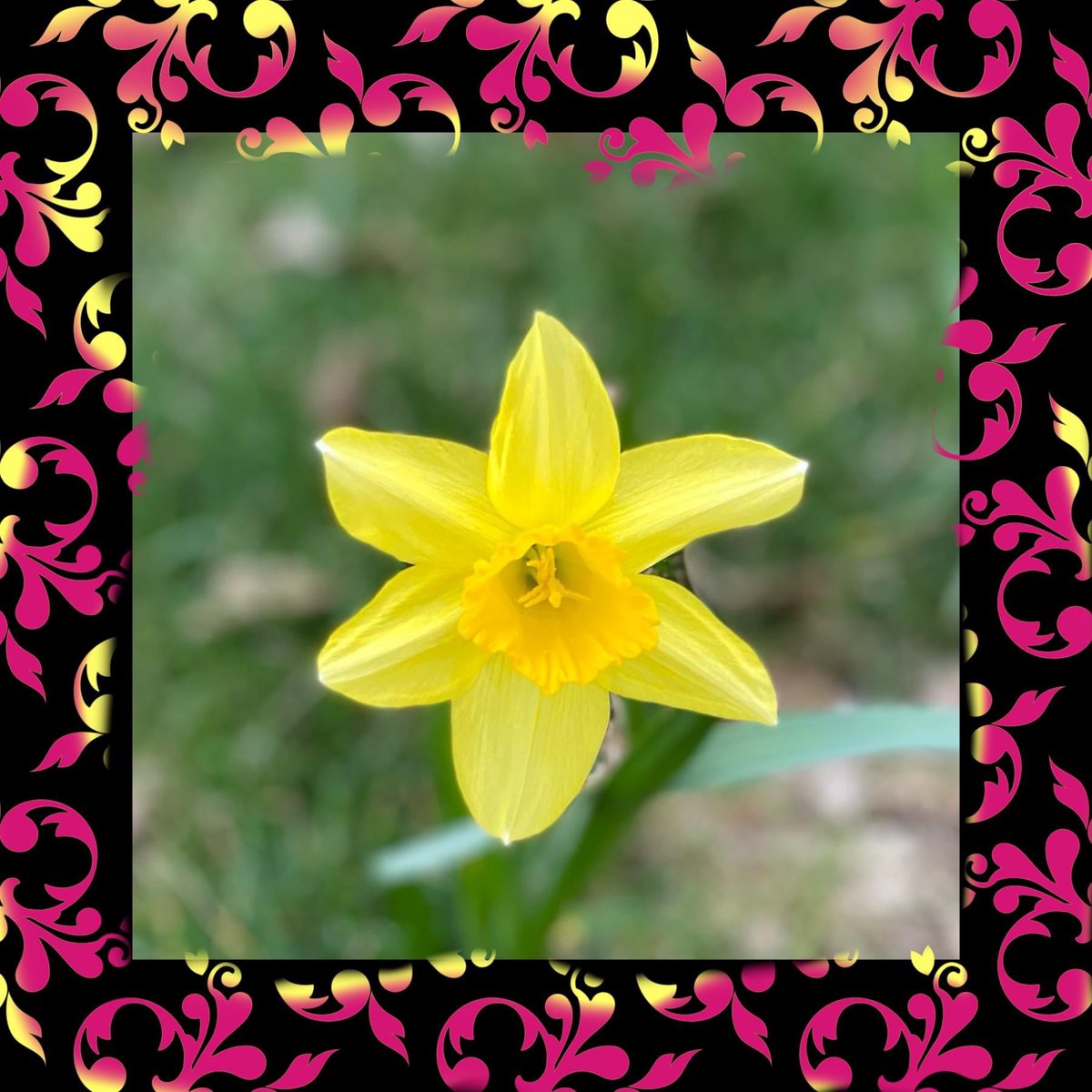 MsBookNerd23's tweet photo. A flower with a special meaning. https://t.co/d13Xfeqwbl