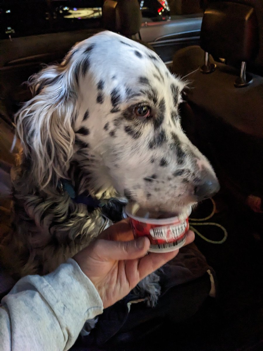 Rodenhaven's tweet photo. Good doggos get their treats first. #brusters #icecream #Pittsburgh https://t.co/QU3Ze7OuIK
