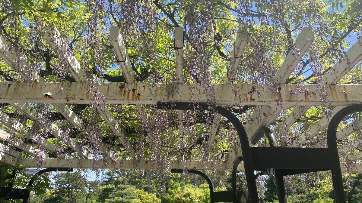 napasjp's tweet photo. 鶴舞公園に藤の花を見に来たら、イタズラで幹が切られて、花が枯れていた。ショック😨。
#鶴舞公園藤棚 
＃鶴舞公園 https://t.co/AZGQOCkYs5