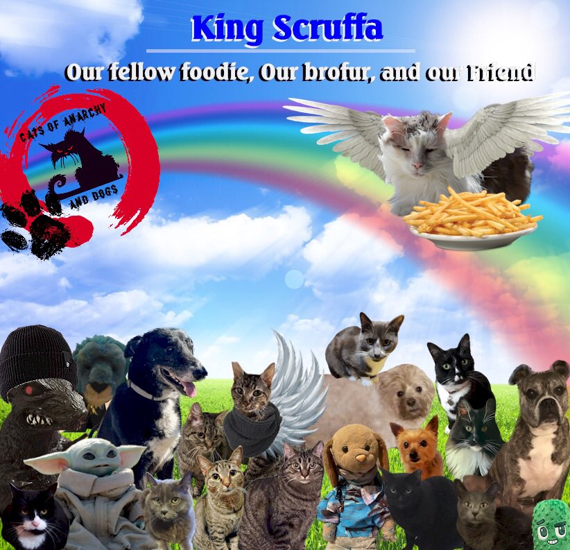 CATSOFANARCHYA1's tweet photo. All of us at Cats of Anarchy, would like to take a moment to dedicate this adventure in honor of our beloved friend Scruff, that crossed OTRB too soon. We miss you dearly. May you eat all of the chickems &amp; chippies you want! Until we meet again, run free King Scruffa @scruffkit https://t.co/M13mzBwAiv