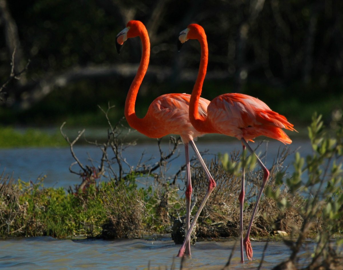 Flamingos in Synch by Tim Fargo 500px.com/photo/97230519…