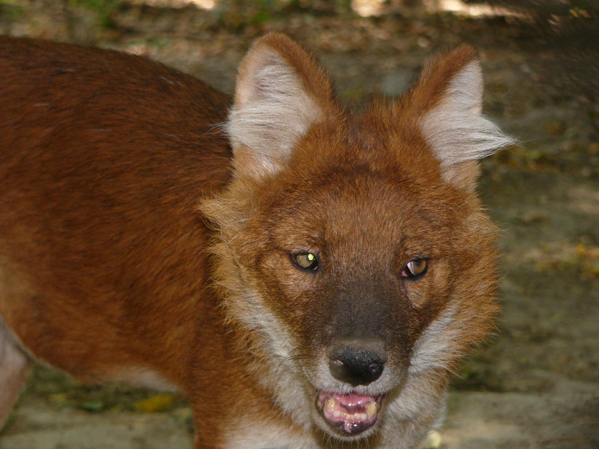 RandomDowg's tweet photo. Here's your Daily #Dog ! #Dhole #randomdowg https://t.co/WAmeVqkmlD