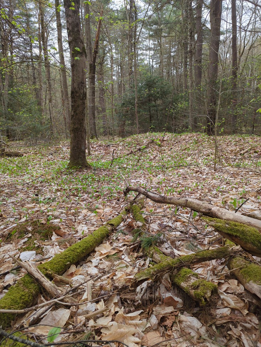 Spent #EarthDay 2023 in the woods! <a href="/GoGeocaching/">Geocaching</a> <a href="/inaturalist/">iNaturalist</a>