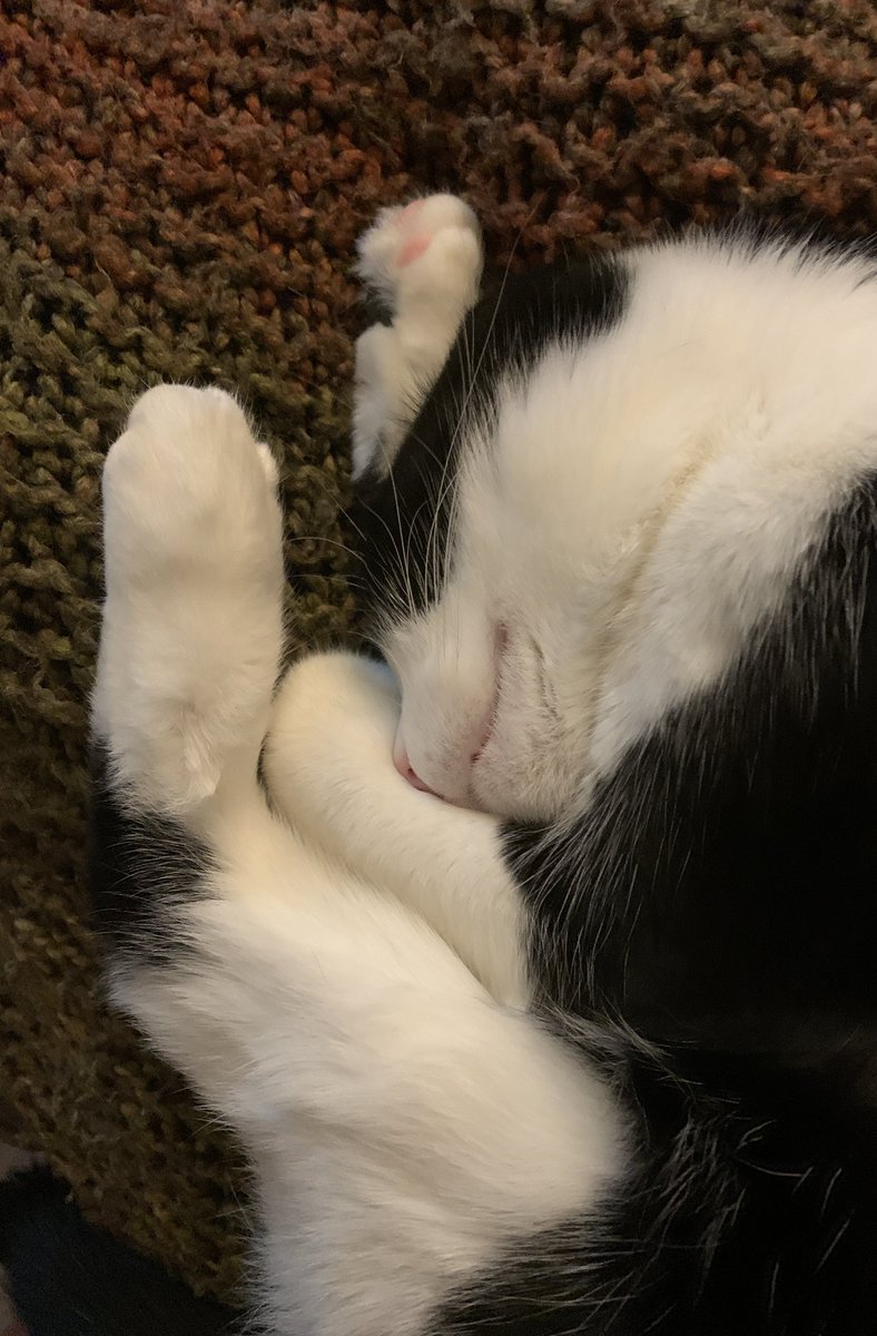 susan_watt's tweet image. #curlup for #Caturday