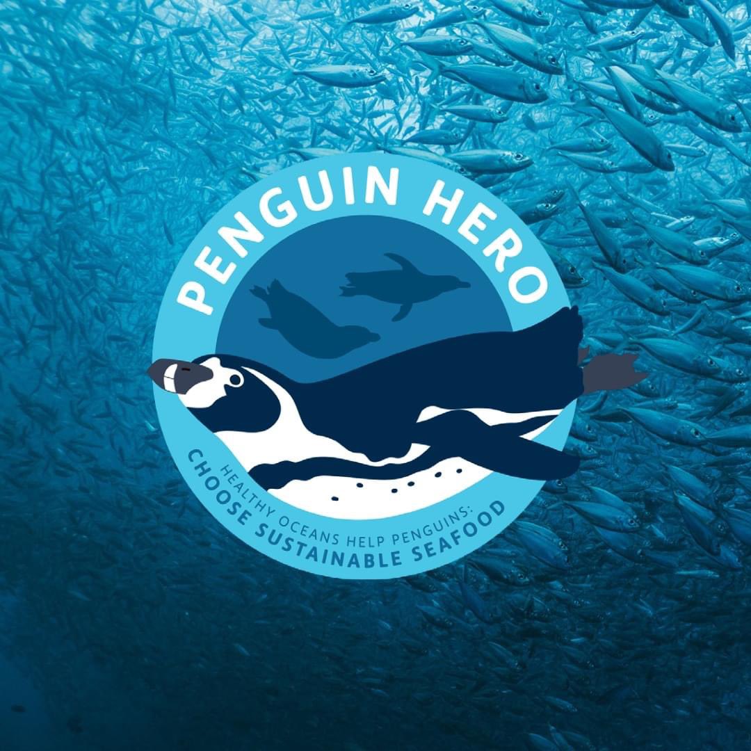 Happy #EarthDay! Penguins International is thrilled to launch the #PenguinHero Challenge with <a href="/safe_penguin/">African Penguin SAFE</a>, a pledge-based campaign that encourages everyone to take action to help African Penguins by choosing sustainable seafood in one of three challenges:
-c