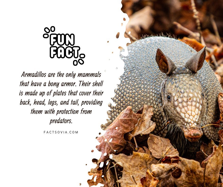 AnimalFunnyfac's tweet photo. Did You Know That? https://t.co/ppipjkM7Aq
