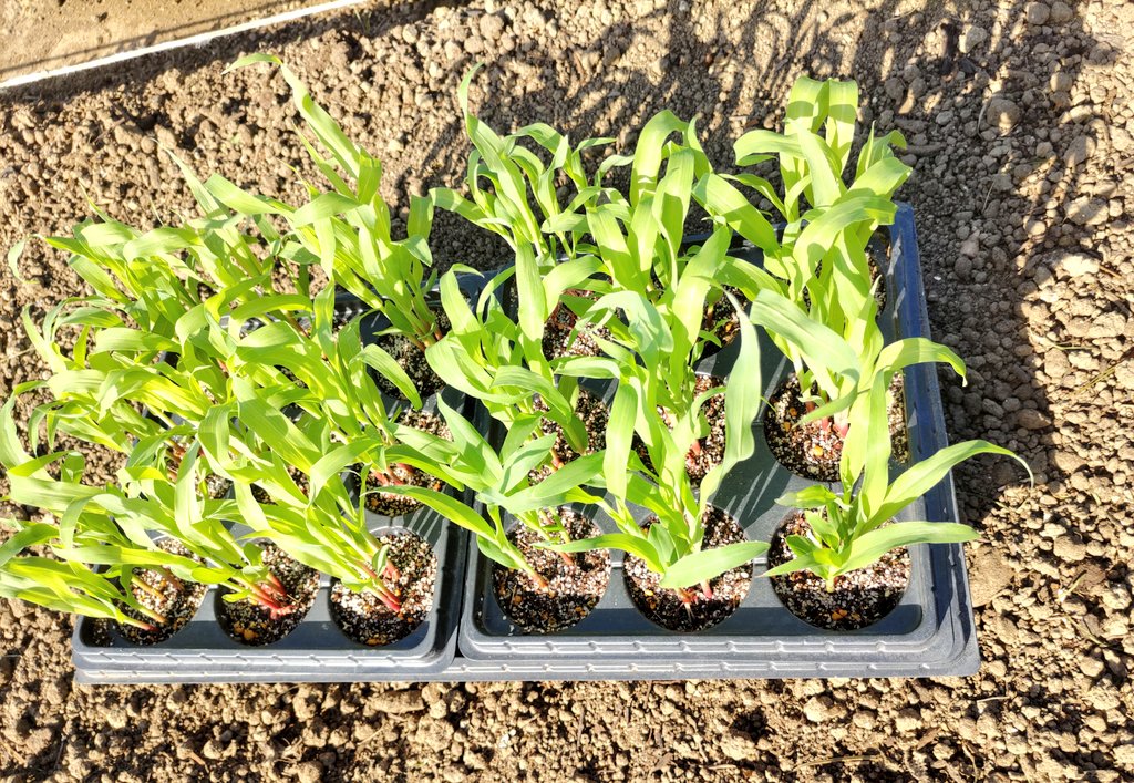 hero_yasukun's tweet photo. 2023.04.23
🥔は芽かきをしながら
グングン成長中🌱
めでたい日に✨
種から育てたトウモロコシの苗を定植🌽
続けて落花生の種を種まきポットへ🥜
今年の落花生は千葉産で👍️
お天気快晴☀️
#ジャガイモ成長記録
#NowPlaying
#BlueSplash https://t.co/fa9tAgv2QC