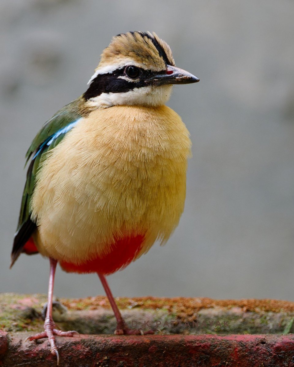 dkpattanayak's tweet photo. Completely taken by surprise when this Indian Pitta (Pitta brachyura) appeared in my garden yesterday morning. Have never seen in this area in decades. Popularly known as the bird with nine colours! 
#IndiAves #ThePhotoHour #BBCWildlifePOTD #natgeoindia https://t.co/jK9RUUGShN