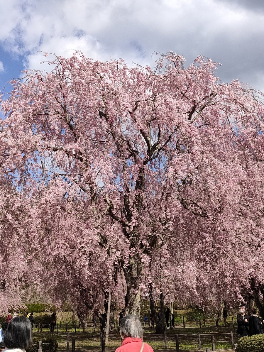 valhund's tweet photo. しだれ桜もさもさ https://t.co/tsbLSRxCvg