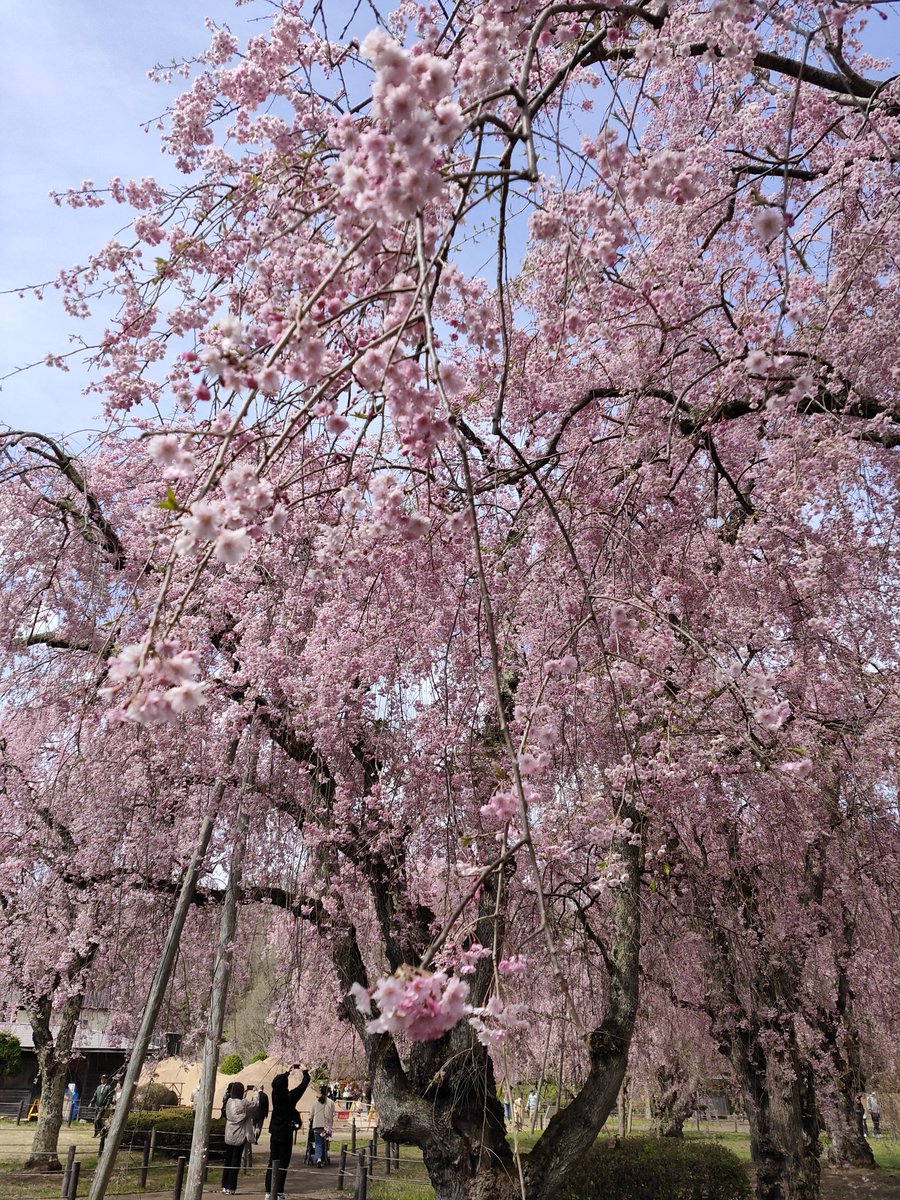 valhund's tweet photo. しだれ桜もさもさ https://t.co/tsbLSRxCvg