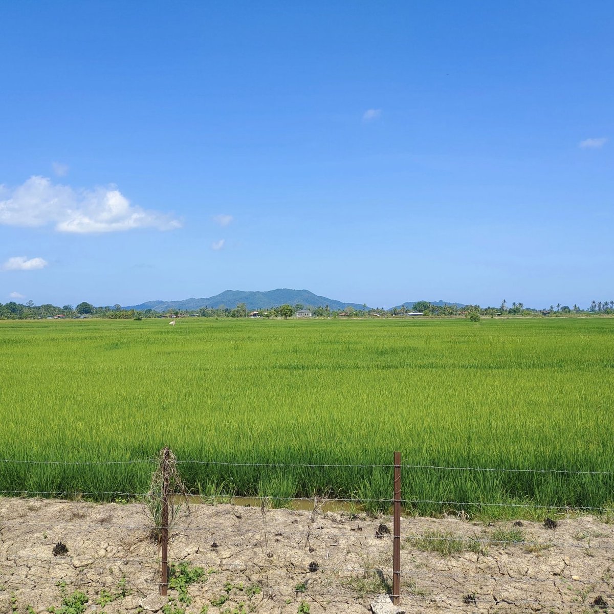 kong46's tweet photo. Lavish padi field at Kampung Sangkir Kota Belud. #EarthDay2023 #EarthDay https://t.co/jTtOp78Pi6