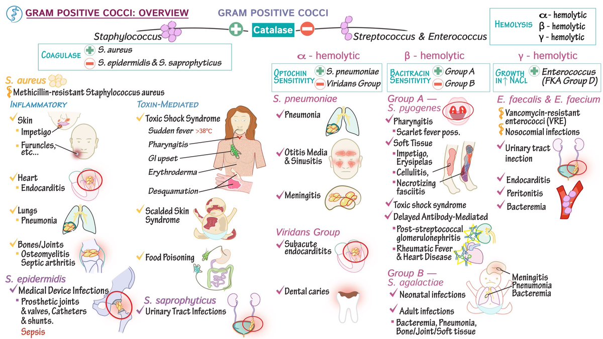 تصنيفات وأماكن تواجد Gram Positive Cocci في جسم الإنسان بأنواعها ( Strep+ Staph )