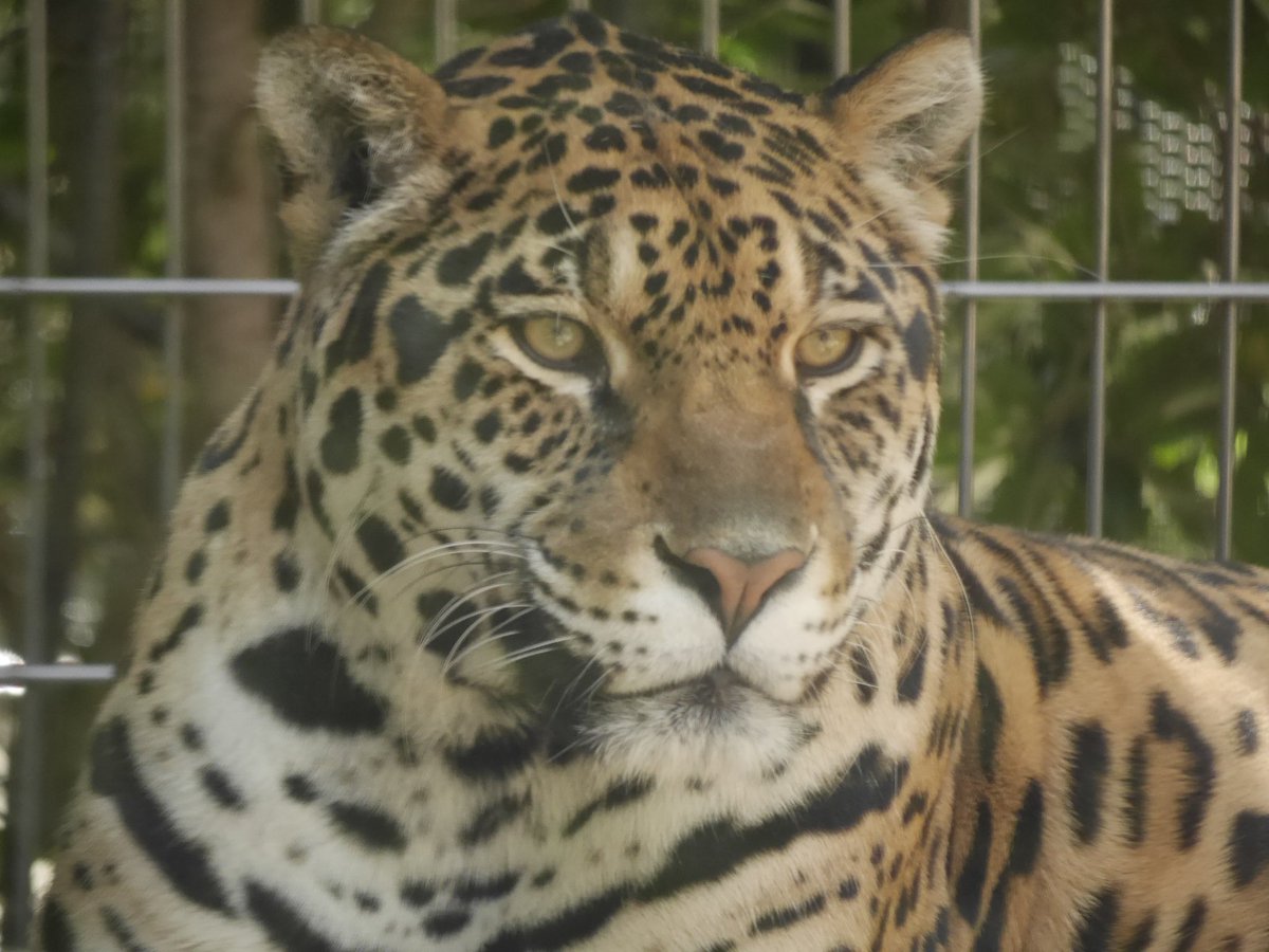orangebanabana's tweet photo. お久のネリアちゃん
2023.4.23📷
#王子動物園
#ジャガー #Jaguar
#ネリア #Neria https://t.co/49PRLZ2YZf