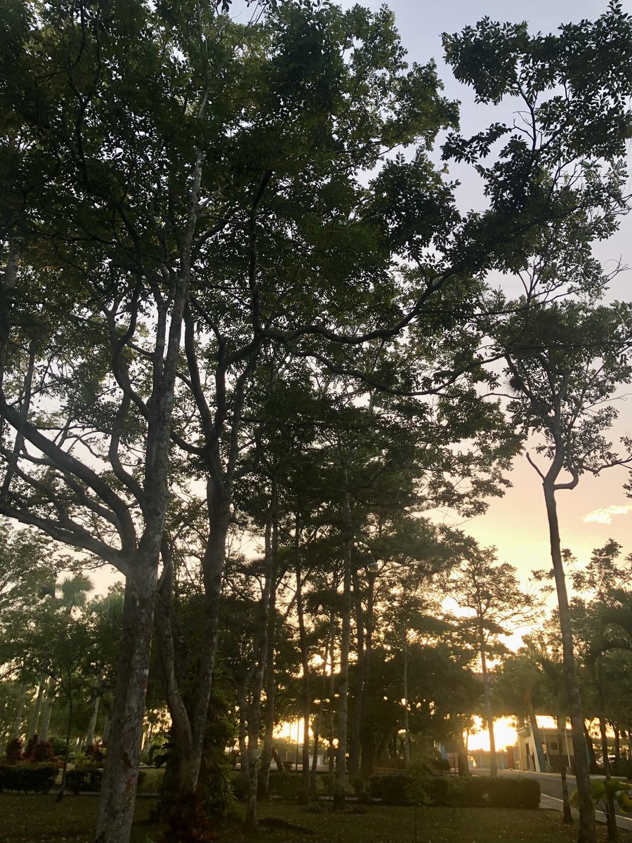 EstudiantesUCNE's tweet photo. 🌅Desde nuestros edificios, contemplamos los mejores atardeceres. 
🌳Mientras estudiamos, nos cobija la sombra y el frescor de los árboles. 
🌸Y tras un mal día, la belleza de una flor nos dibuja una sonrisa. 

¡Feliz Día Mundial de la Madre Tierra! 🍃💚 https://t.co/Zwu9WhwhLW