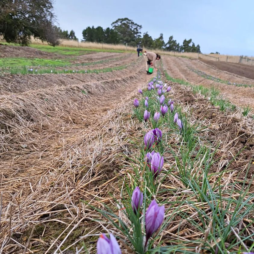 TasSaffron's tweet photo. Todays saffron harvest. The rain from the last 2 days has pushed the flowers up, and the saffron threads are a nice big size.
This year, the lovely local Warrior Queens will help us bring in the harvest. #saffronlove https://t.co/fEJQX9Gek0