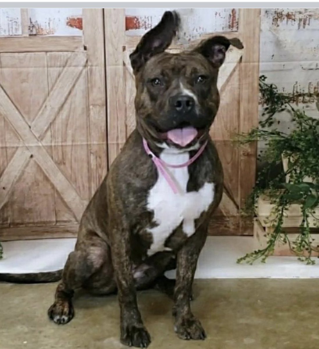 reddogsusie's tweet photo. #TN #MEMPHIS
🆘FINAL PLEA🆘Ginny 2yo hw+ Adult Home preferred-Ginny is a very sweet playful girl who adores human company-good in playgroup.
💥MUST EXIT 4/24-DIES 4/25💥
Pls #ADOPT #PLEDGE #FOSTER
#PLEDFE #MASA19972
https://t.co/gmFHmSDb2r
https://t.co/E4PkefBIrJ https://t.co/ADeMMVifVy