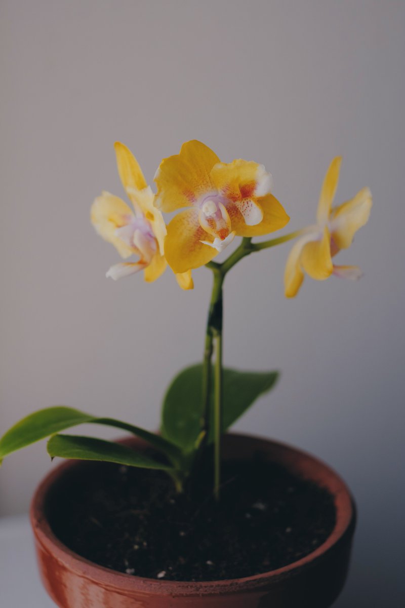 shiro_graphy's tweet photo. 植え替えた
#fujifilm_xseries https://t.co/qnZkq0N4ZE
