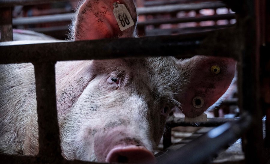 Vegan Guide (@veganguide_) on Twitter photo Did you know that over 100 million pigs are slaughtered each year for food in the US alone? ๐คฏ
This image is a heartbreaking reminder of the inhumane conditions that many of these pigs are forced to live in. ๐ท๐
Go vegan! ๐ฑ
#vegan #animalrights
๐ธ: <a href="/Son_of_Space/">Graham ๐ด Use ALT</a> Did you know that over 100 million pigs are slaughtered each year for food in the US alone? ๐คฏ
This image is a heartbreaking reminder of the inhumane conditions that many of these pigs are forced to live in. ๐ท๐
Go vegan! ๐ฑ
#vegan #animalrights
๐ธ: <a href="/Son_of_Space/">Graham ๐ด Use ALT</a>