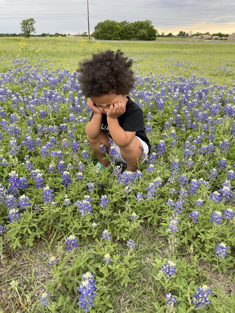 queen_lisssy's tweet photo. how we feel when mom makes us take bluebonnet pictures 😂 #ItsATexasThing 🦋 https://t.co/1igqFmdwYd