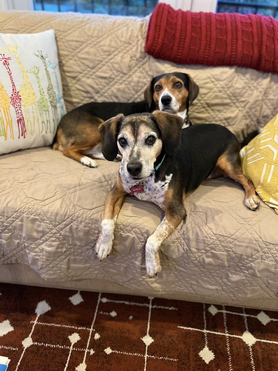 Love our beagles on #NationalBeagleDay even if, as rescues, we’re beagle adjacent. Just as naughty though