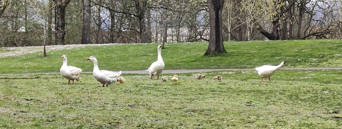 ASP1RE101's tweet photo. Baby gooses! https://t.co/QeKSYmyYzE