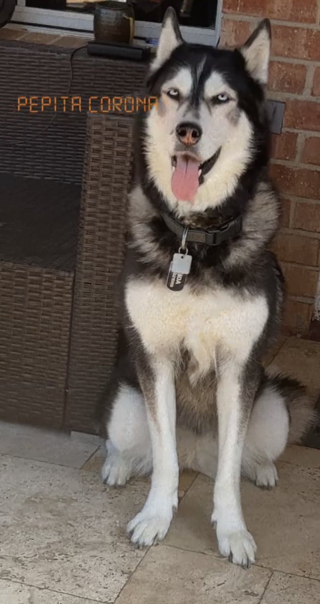 PepitaCorona's tweet photo. Everyone is ♥️ing Unique #cardenals #mydogs #huskylove #dogsoftwitter #misperros #sweetlabrador guess who’s the Alpha 😂😂😂👀  #DogLovers  #dogvibes #misperros Sweet😴 https://t.co/DooHJQ7qwB